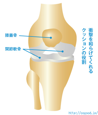 膝関節軟骨