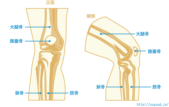 大腿骨、腓骨、脛骨、膝蓋骨